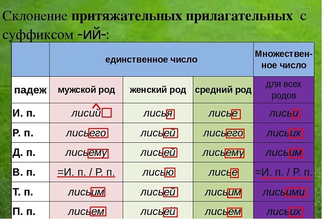 Склонение притяжательных прилагательных